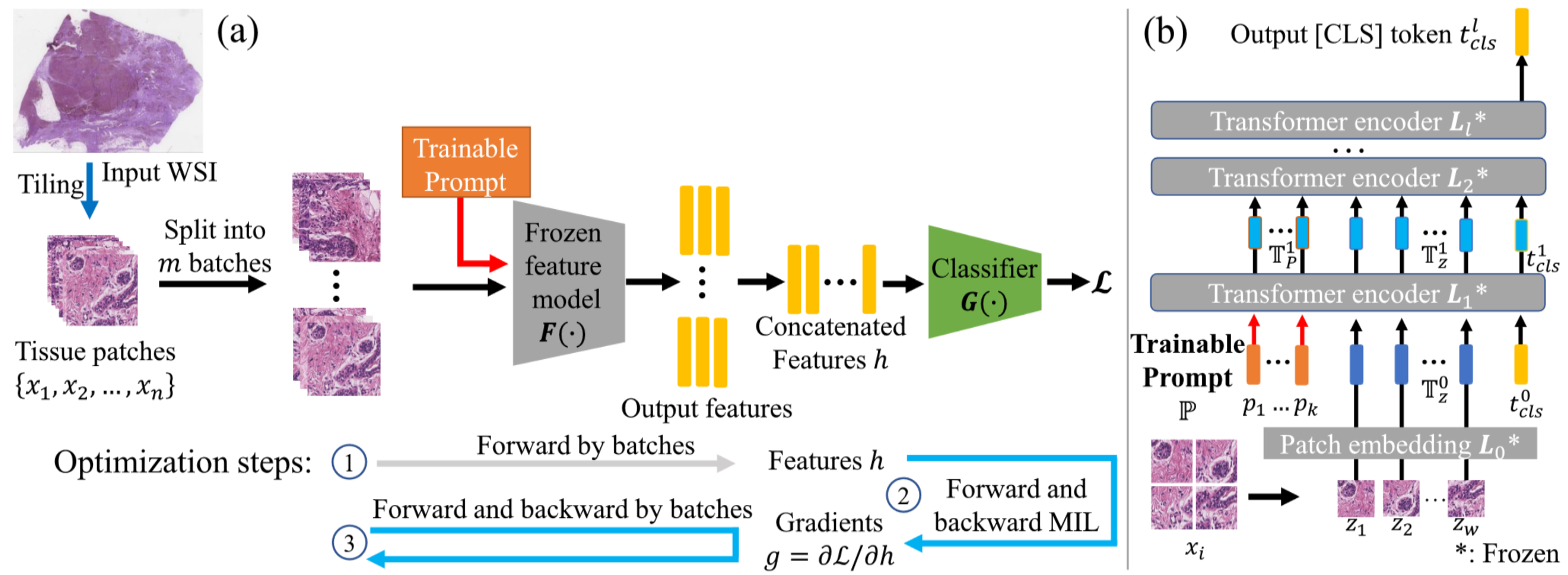 Gigapixel Whole-Slide Images Classification using Locally Supervised Learning
