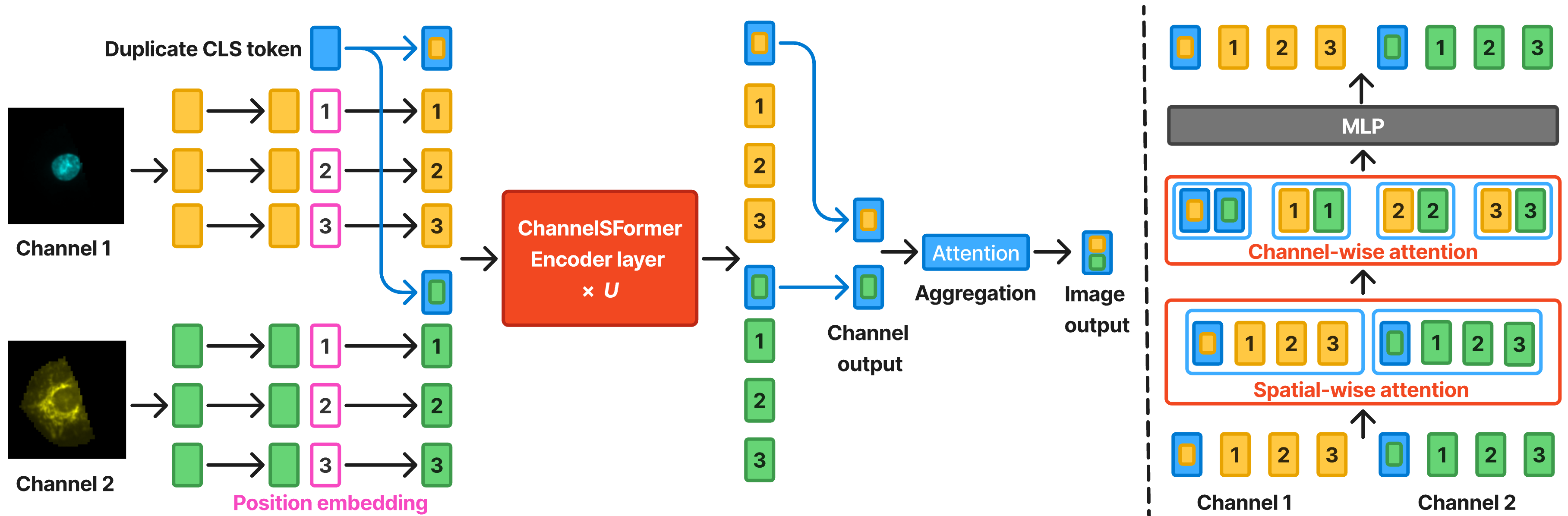 ChannelSFormer: A Channel Agnostic Vision Transformer for Multi-Channel Cell Painting Images